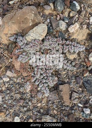 Tapis de sable des montagnes Carrizo (Euphorbia pediculifera) Banque D'Images