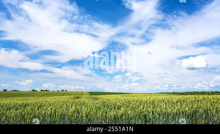 Pays Paysage - Ciel bleu avec des nuages blancs sur plantation de blé vert en Picardie région de France à l'été 24 Banque D'Images