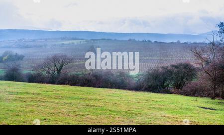 Voyage en France - pluie sur le vignoble dans le domaine de Bollenberg dans l'arrondissement de Thann-Guebwiller en Alsace comté dans le département du Haut-Rhin dans le Banque D'Images
