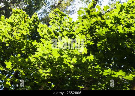 Branches d'arbres d'érable illuminé par le soleil en forêt de Timiryazevskiy park de Moscou en journée ensoleillée Banque D'Images