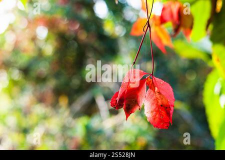 Les feuilles de vigne rouge illuminée par des plantes bien close up en journée d'automne Banque D'Images