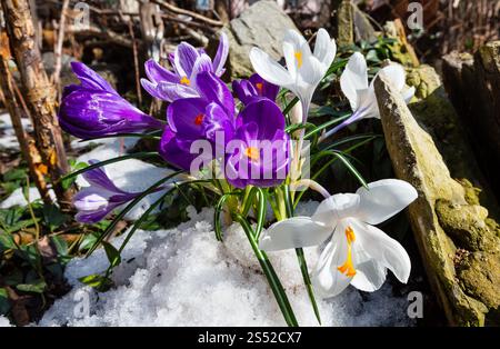 Mauve et blanc fleurs crocus (Crocus heuffelianus) sur le ressort stony prairie avec la fonte de neige. Banque D'Images