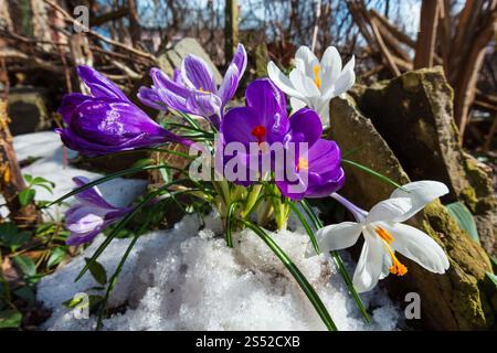 Mauve et blanc fleurs crocus (Crocus heuffelianus) sur le ressort stony prairie avec la fonte de neige. Banque D'Images