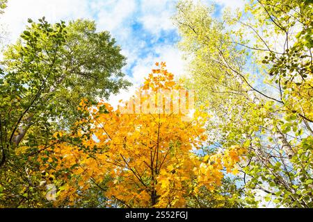 Vue de dessous tops du tremble, bouleau, érable, noisetiers en forêt de Timiryazevsky Park dans la ville ensoleillée journée d'octobre Banque D'Images