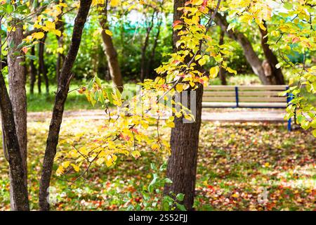 Apple coloré des arbres dans le jardin urbain en journée d'automne ensoleillée Banque D'Images