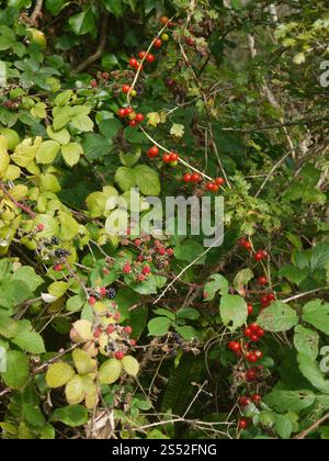 Fructification Dioscorea communis (Bryony noir) et mûres poussant ensemble dans les bois gallois Banque D'Images