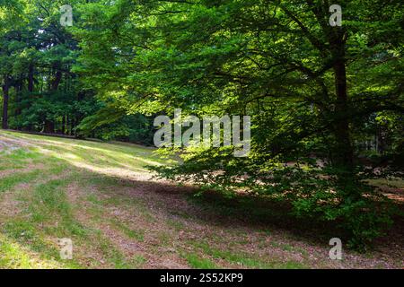 Beech tree sur pelouse hill dans summer city park Banque D'Images