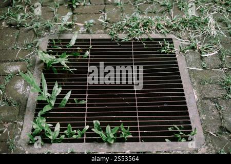 Un couvercle de drain en fer avec de l'herbe verte et de petites plantes poussant autour de lui, entouré d'une chaussée humide et altérée, mettant en valeur le mélange de la nature et de ur Banque D'Images