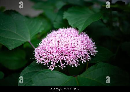 fleur de gloire violette fleurissant en été au japon Banque D'Images