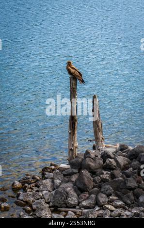 Cerf-volant noir, Milvus migrans, sur le lac Chuzenji, Nikko, Japon. Cerf-volant noir sur le lac Chuzenji, Nikko, Japon Banque D'Images