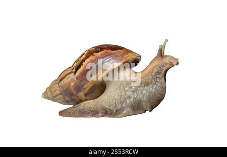 Snail isolé sur fond blanc Banque D'Images