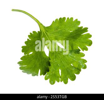 Feuille verte d'herbe fraîche isolé sur fond blanc Banque D'Images