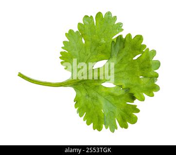 Vert feuille de coriandre fraîche herb isolé sur fond blanc Banque D'Images