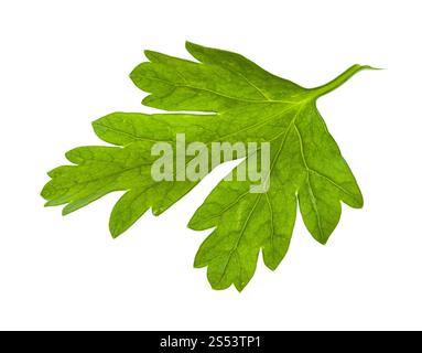 Feuille verte d'herbe persil frais isolé sur fond blanc Banque D'Images