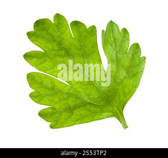 Vert feuille de persil frais isolé sur fond blanc Banque D'Images