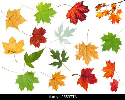 Collecte de différentes feuilles d'arbres d'érable isolé sur fond blanc Banque D'Images