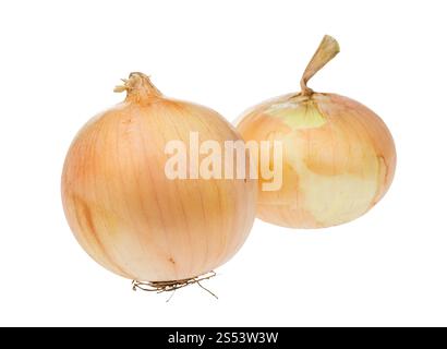 Deux bulbes d'oignon isolé sur fond blanc Banque D'Images