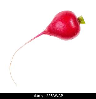 La racine fraîche bio de radis rouge isolé sur fond blanc Banque D'Images