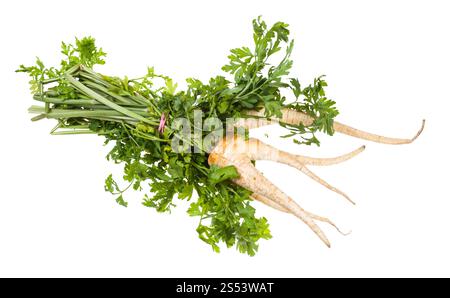 Bouquet de persil frais jardin organique avec les racines et les verts isolé sur fond blanc Banque D'Images