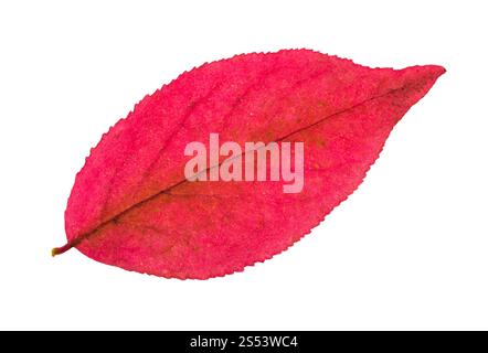 Automne feuilles roses d'euonymus plant isolé sur fond blanc Banque D'Images