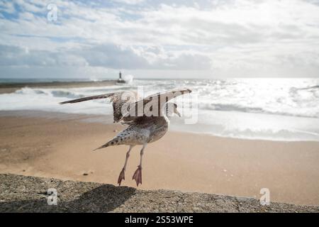 Une mouette par vent et tempête au bord de la plage sur la côte dans le centre-ville de Porto à Porugal en Europe. Portugal, Porto, avril 2019. EUROPE Banque D'Images