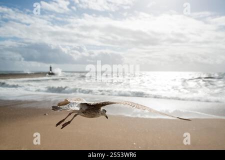 Une mouette par vent et tempête au bord de la plage sur la côte dans le centre-ville de Porto à Porugal en Europe. Portugal, Porto, avril 2019. EUROPE Banque D'Images
