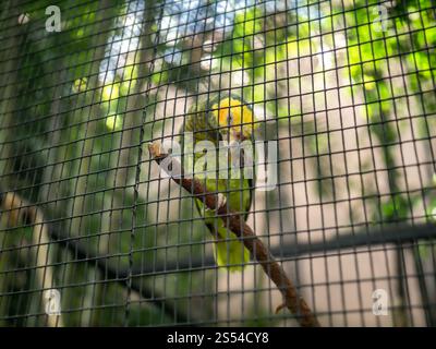 Gros plan photo d'un perroquet vert assis dans une cage de volière au zoo. Gros plan d'un perroquet vert assis dans une cage de volière au zoo Banque D'Images