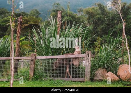 Portrait d'émeu à la ferme, promenade autour de la zone verte dans un paddock dans les montagnes Banque D'Images