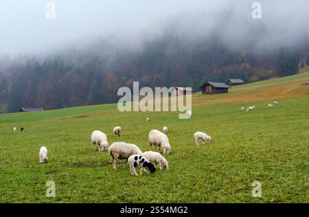 Les moutons se rassemblent dans les pâturages alpins. Automne couvert, brumeux et bruine jour. Paysage pittoresque de l'agriculture, saisonnier, météo, et de la nature rurale beauté concept. Banque D'Images