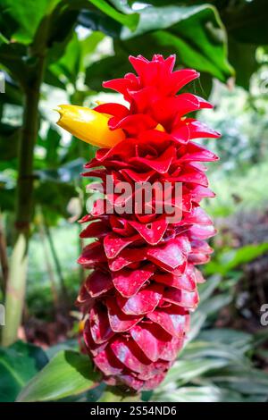 Red Bromelia gros plan, Chiang mai, Thaïlande. Bromelia gros plan, Chiang mai, Thaïlande Banque D'Images