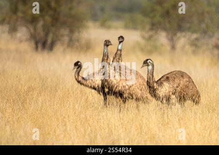 Émeus (Dromaius novaehollandiae) foyer sélectionné à l'état sauvage, l'émeu est le plus grand oiseau indigène d'Australie. Les émeus ne peuvent pas voler ! Banque D'Images