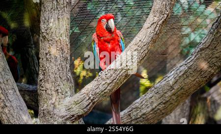 Beau perroquet d'aras coloré rouge assis sur la branche d'arbre dans la volière du zoo. Beau perroquet d'aras coloré rouge assis sur la branche d'arbre dans le zoo Banque D'Images