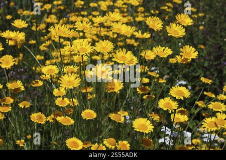 Anthemis tinctoria, camomille de teinture, Marguerite dorée Banque D'Images