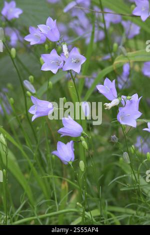 Campanula rotundifolia, chausson à feuilles rondes, Harebell Banque D'Images