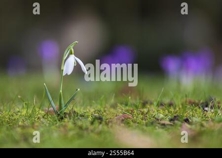 Goutte de neige unique (Galanthus) en fleur, en arrière-plan les fleurs violettes du crocus (crocus) Banque D'Images