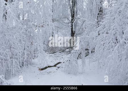 Sentier forestier mène à travers des arbres épaisses couverts de neige et de givre à Czorneboh, branches juste tombées à cause des chutes de neige, haute-Lusace, Saxe, Ger Banque D'Images