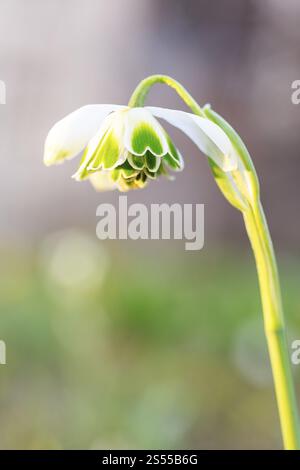 Snowdrop (Galanthus), double, en fleur Banque D'Images