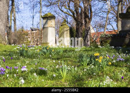 Jonquilles (narcisse), crocus (crocus) et gouttes de neige (galanthus) fleurissant entre les tombes, printemps à Trinitatisfriedhof Riesa, Saxe, Allemagne, Europ Banque D'Images