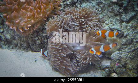 Vue sous-marine des poissons exotiques colorés dans un aquarium Banque D'Images