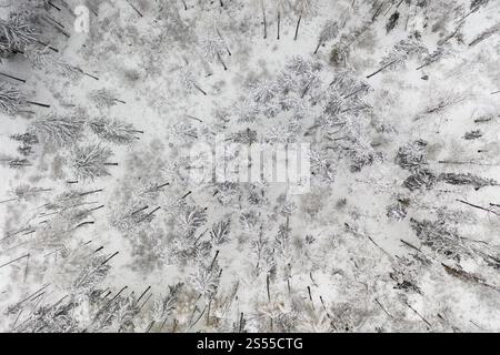 Vue aérienne d'une forêt de conifères enneigée près d'Oederan, Saxe, Allemagne, Europe Banque D'Images