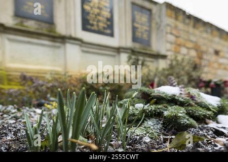 Les pousses de la goutte de neige (Galanthus) sur une tombe, pierres tombales en arrière-plan, cimetière de Riesa, Saxe, Allemagne, Europe Banque D'Images