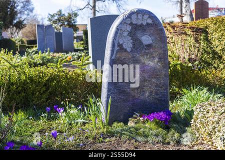 Crocus (crocus) et gouttes de neige (galanthus) fleurissant sur une tombe, cimetière Alleestrasse, Riesa, Saxe, Allemagne, Europe Banque D'Images