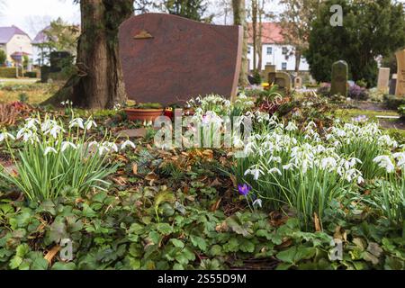 Des gouttes de neige (Galanthus) fleurissent entre les tombes de Trinitatisfriedhof Riesa, Saxe, Allemagne, Europe Banque D'Images