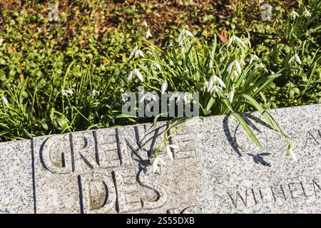 Gouttes de neige (galanthus) fleurissant sur une pierre tombale, cimetière Alleestrasse, Riesa, Saxe, Allemagne, Europe Banque D'Images