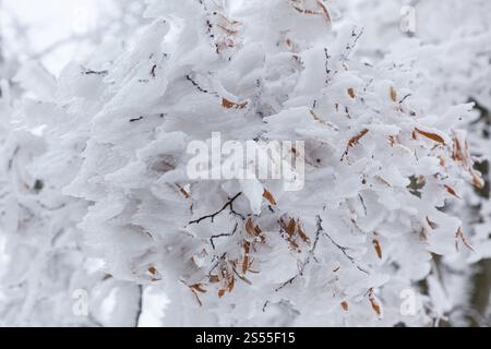 Froisseur épais après vent sur une branche, Erzgebirge, Saxe, Allemagne, Europe Banque D'Images