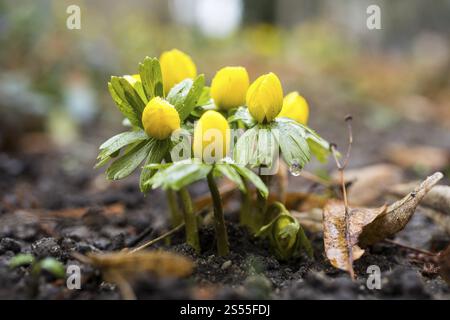 Aconite hivernale (Eranthis hyemalis) en fleurs, légèrement enneigée, Saxe, Allemagne, Europe Banque D'Images