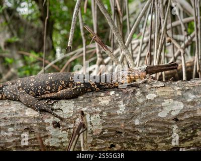 Gros plan d'image sauvage de lézard vran assis sur l'arbre à la forêt tropicale et à la recherche de la victime. Gros plan photo d'un lézard vran sauvage assis sur le Banque D'Images