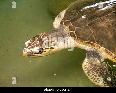 Gros plan photo tête de tortue nageant dans un grand réservoir au centre de sauvetage de la faune. Gros plan tête de tortue nageant dans un grand réservoir au centre de sauvetage de la faune Banque D'Images
