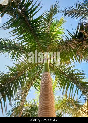 Belle image de grand palmier avec de longues feuilles vertes contre un ciel bleu vif. Regardant vers le haut depuis le sol. Belle image de grand palmier avec long Banque D'Images