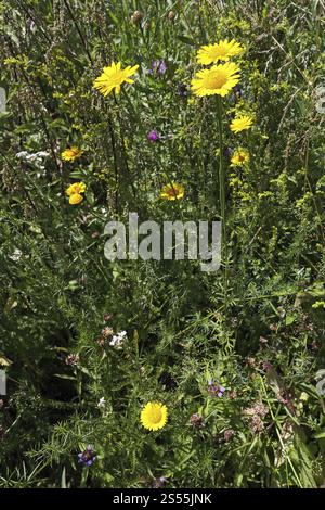 Camomille de Dyer, Anthemis tinctoria, Marguerite dorée Banque D'Images